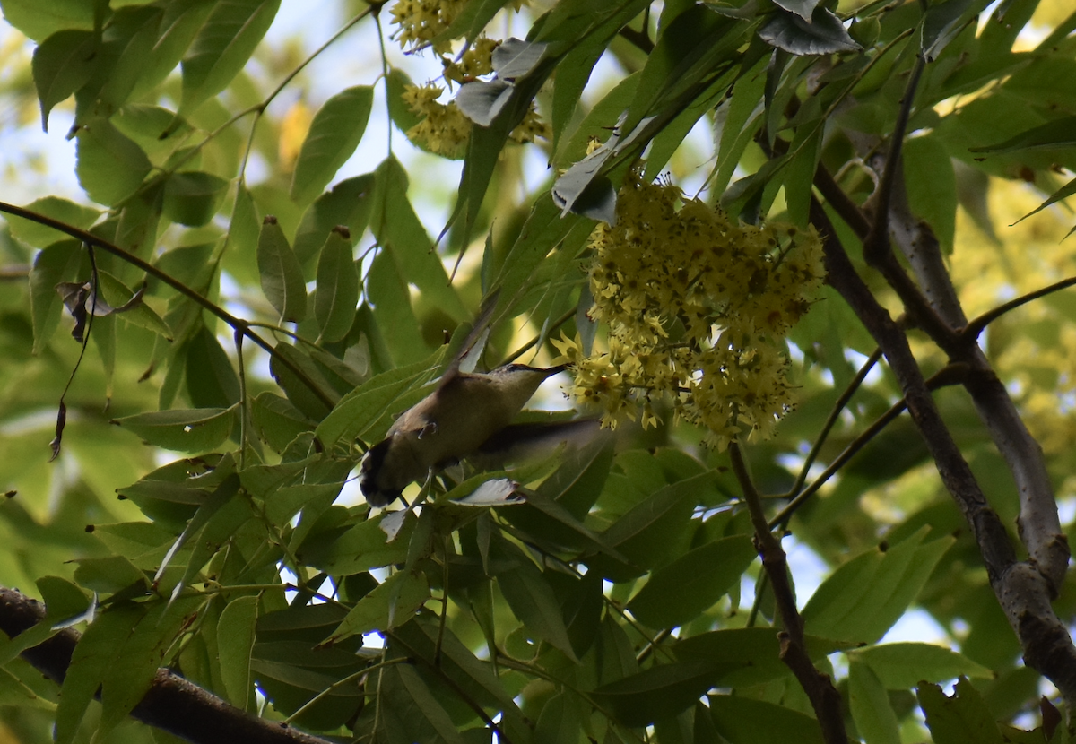 Ruby-throated Hummingbird - Nick Elstrott