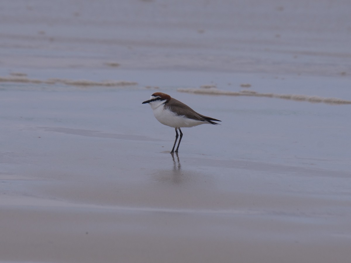 Red-capped Plover - ML375309691