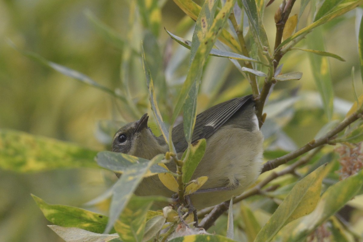 Black-throated Blue Warbler - ML375309831