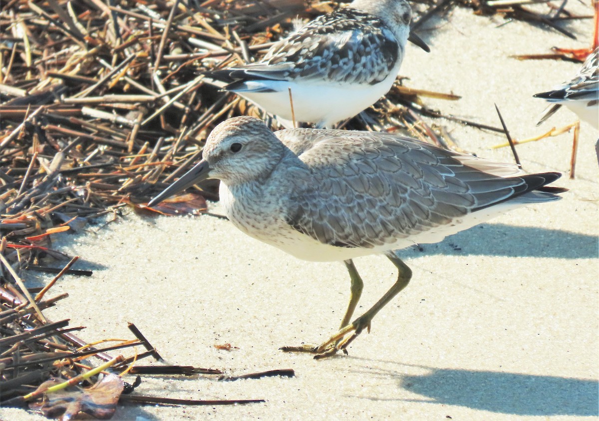 Red Knot - ML375312121