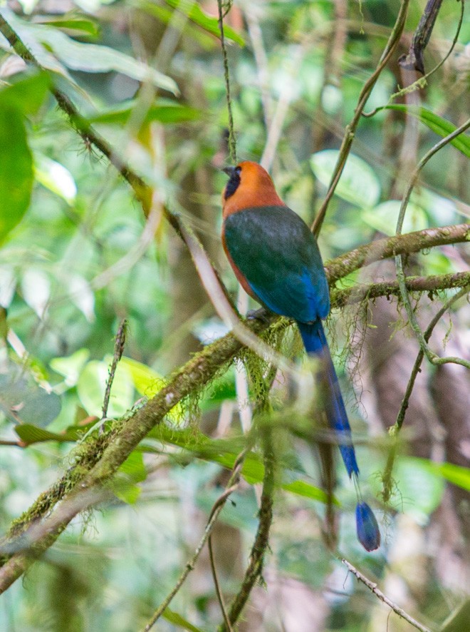 Rufous Motmot - ML375312331