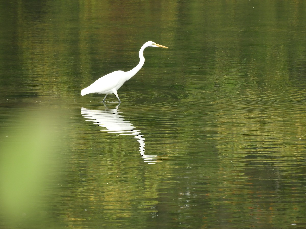 Great Egret - ML375312771