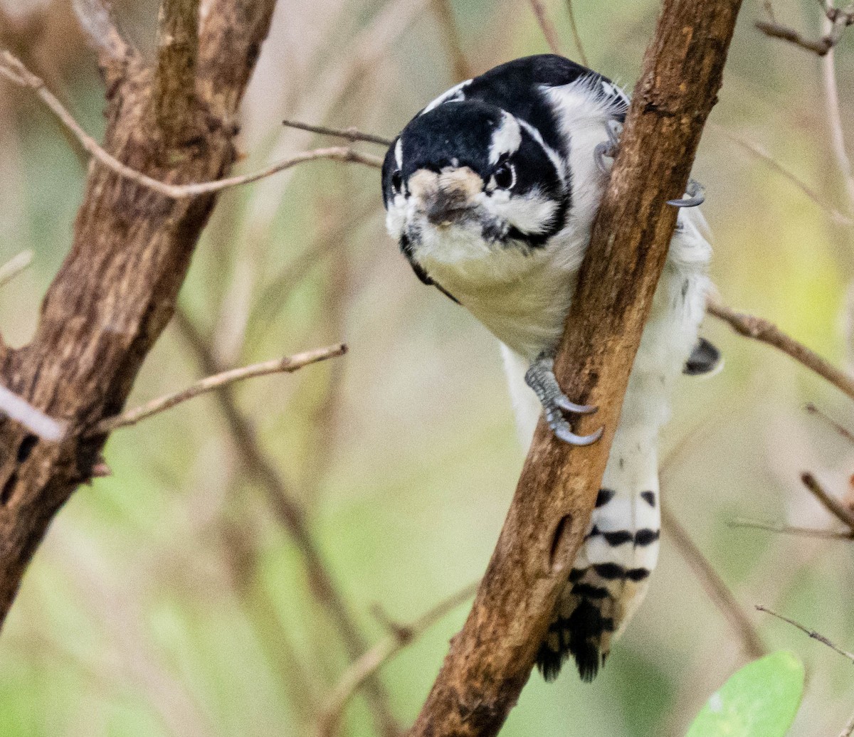 Downy Woodpecker - ML375313871