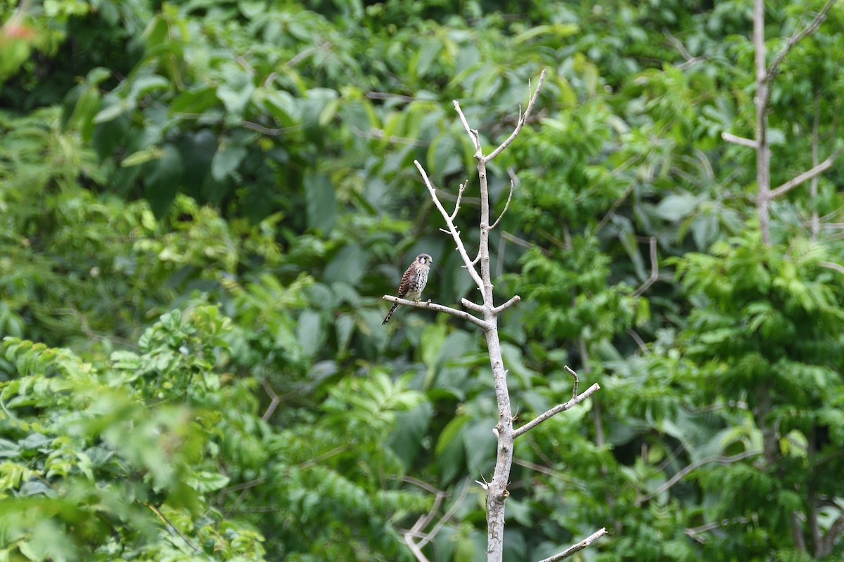 American Kestrel - ML375314531