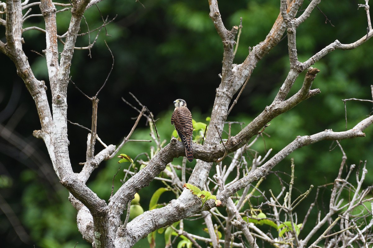 American Kestrel - ML375315141