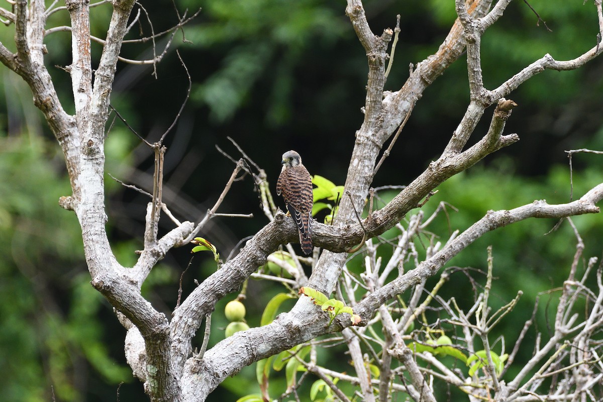 American Kestrel - ML375315151