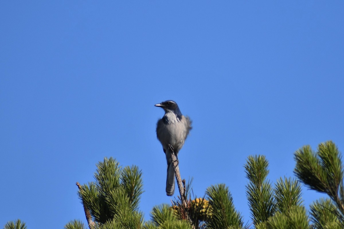 California Scrub-Jay - ML375317111