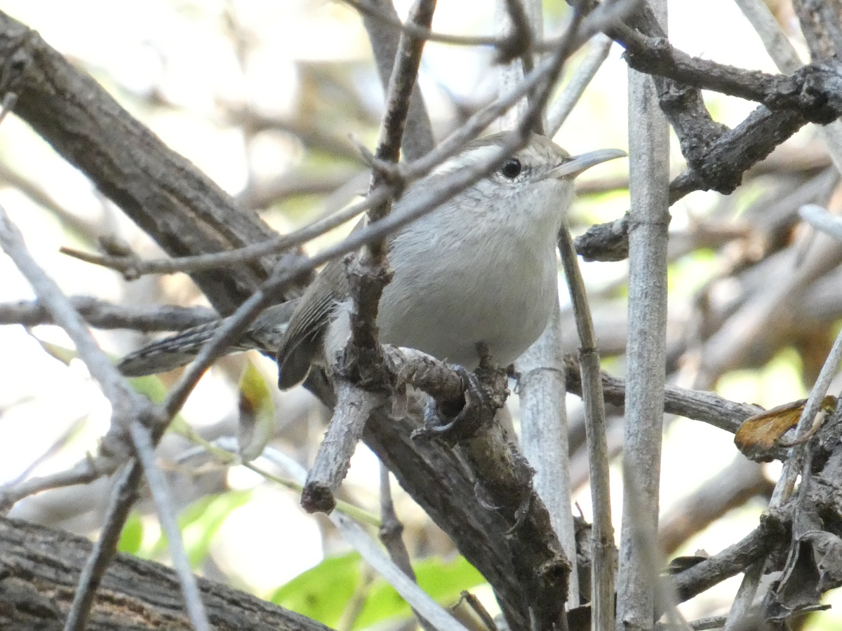 Bewick's Wren - ML375317541