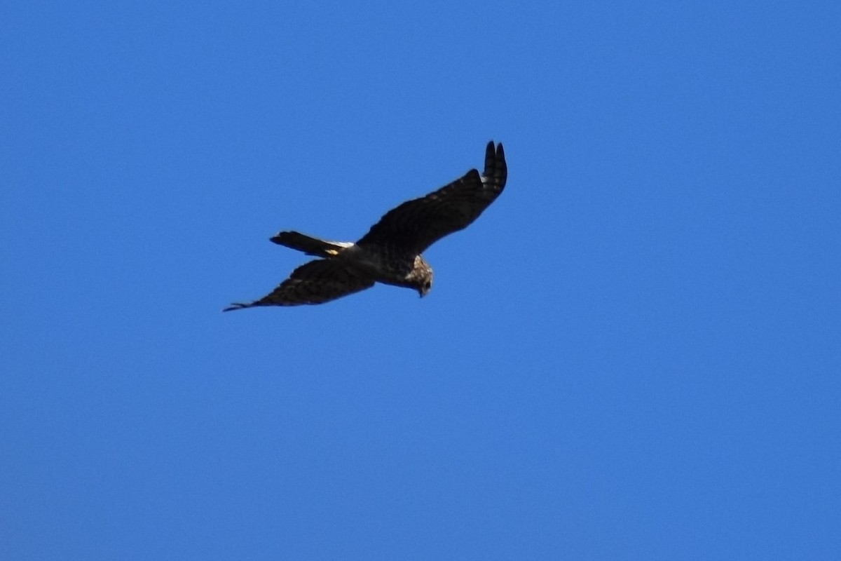 Northern Harrier - ML375318131