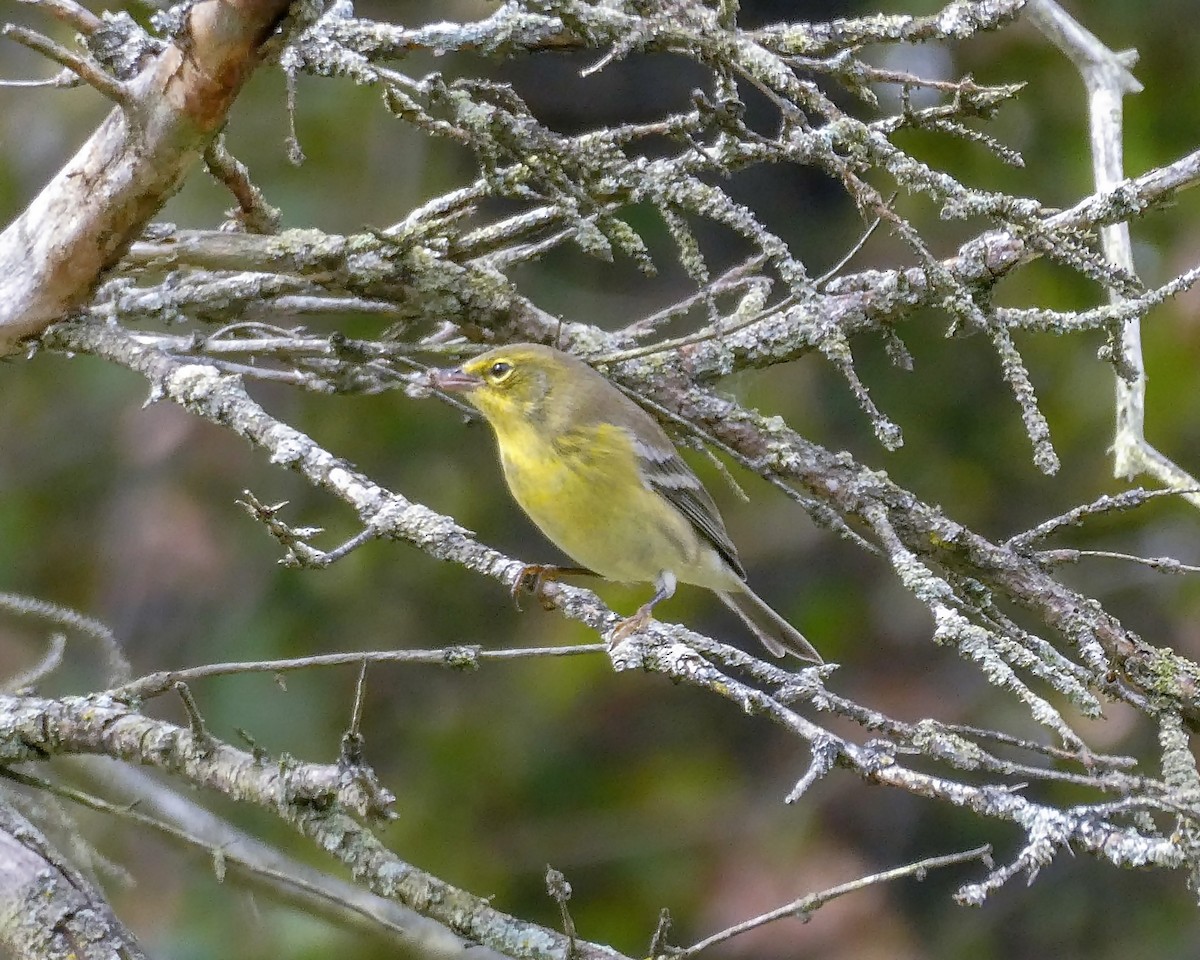 Pine Warbler - ML375318271