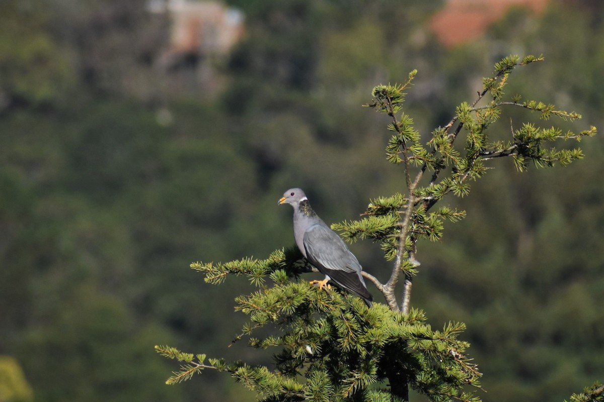 Band-tailed Pigeon - ML375318301