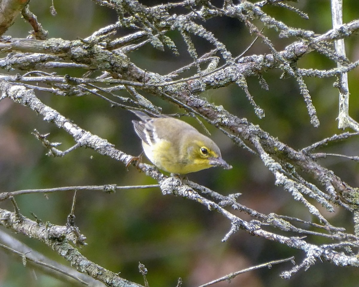 Pine Warbler - ML375318311