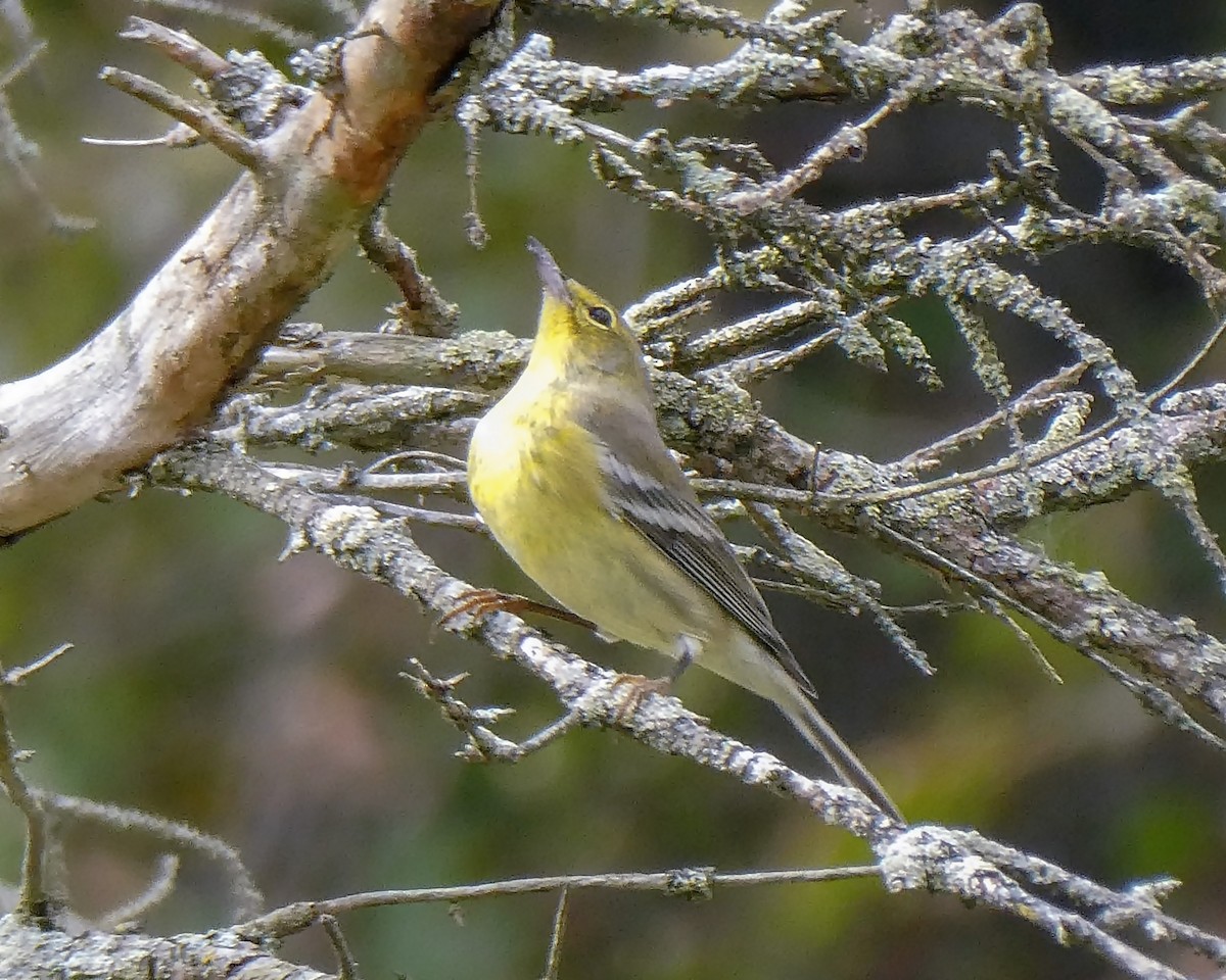 Pine Warbler - ML375318321