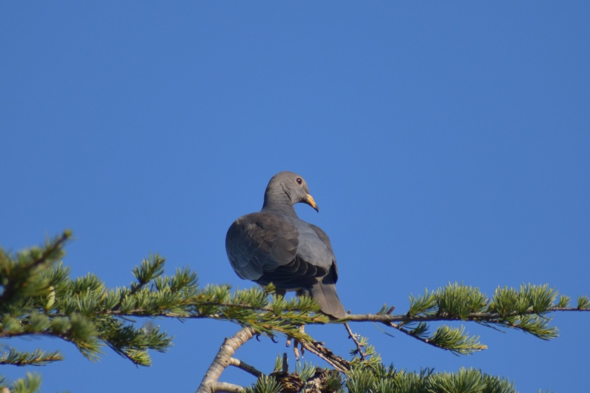 Band-tailed Pigeon - ML375318351