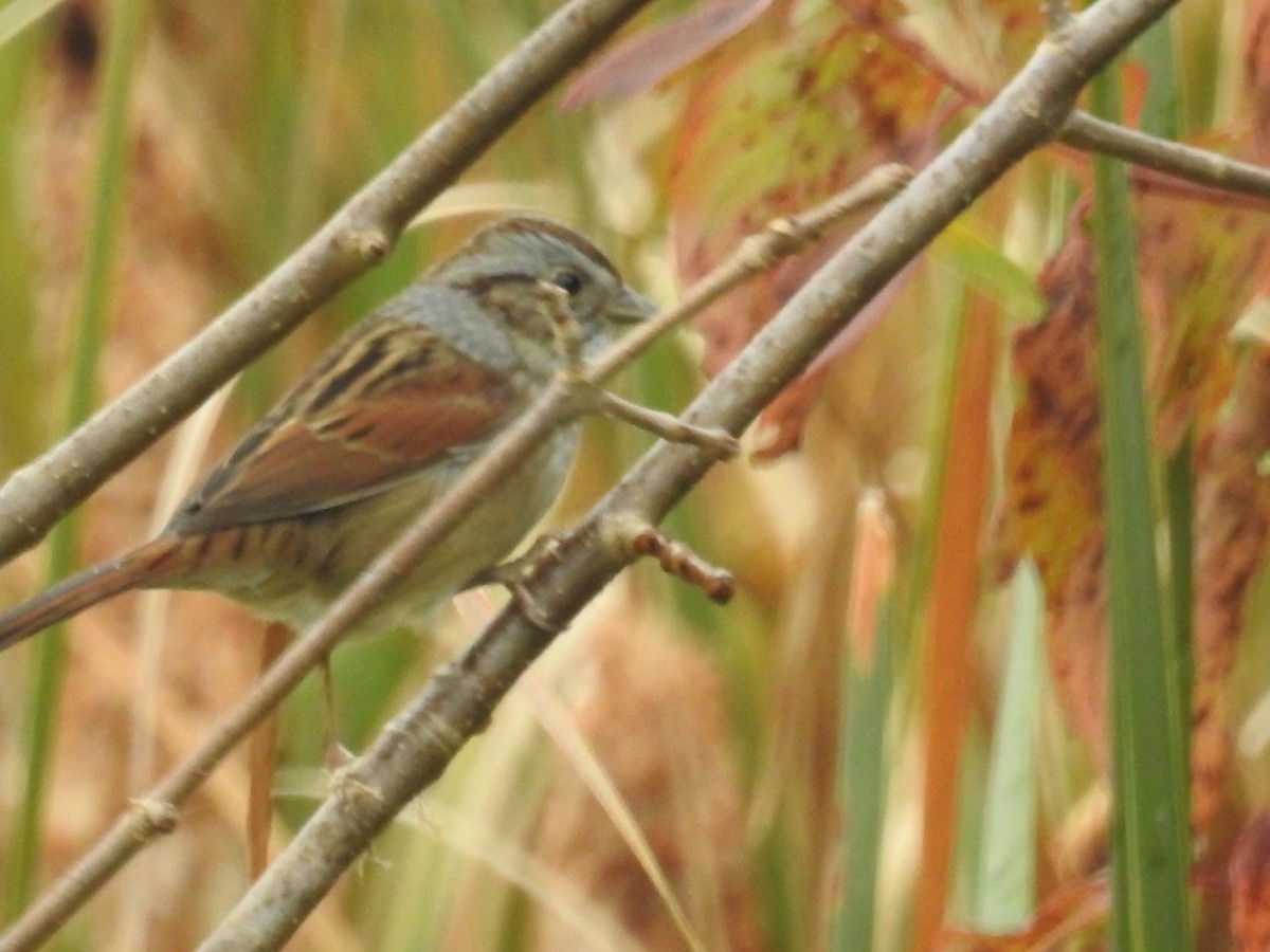 Swamp Sparrow - shelley seidman