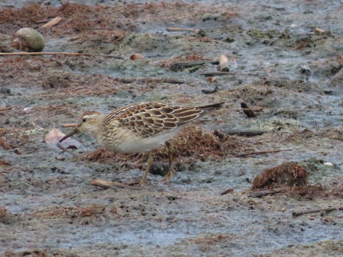 Pectoral Sandpiper - ML375319131