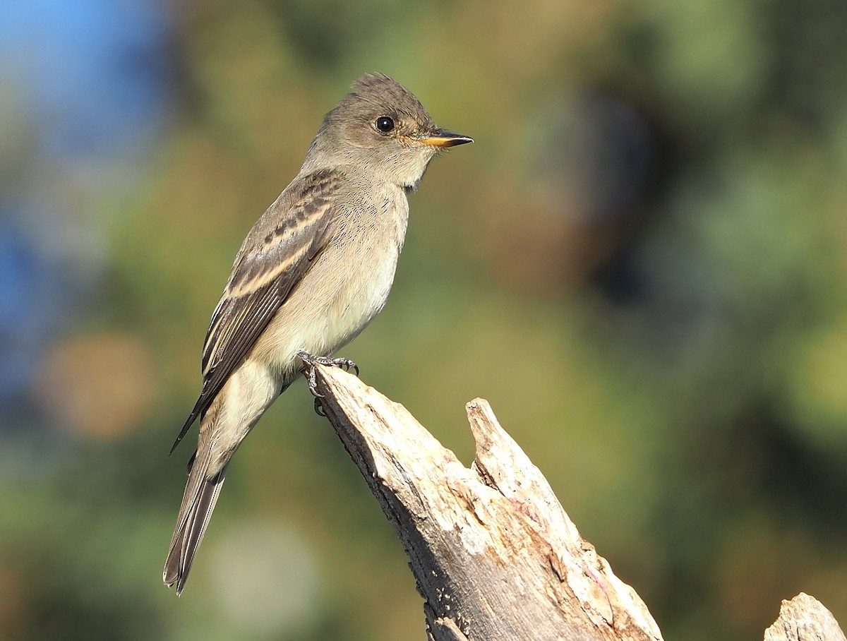 Western Wood-Pewee - Aidan Brubaker