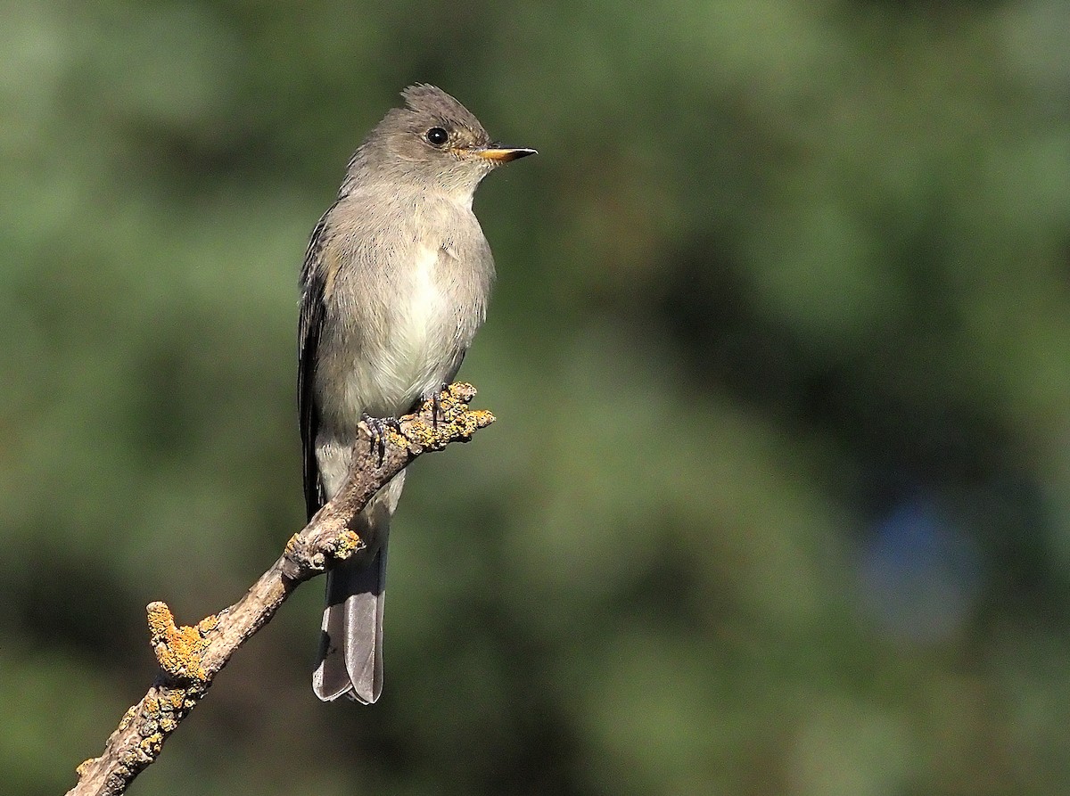 Western Wood-Pewee - Aidan Brubaker