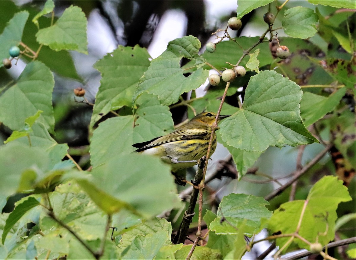 Cape May Warbler - ML375320741