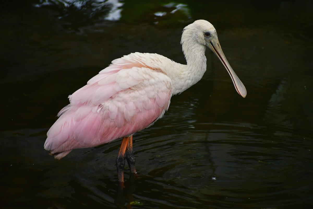 Roseate Spoonbill - ML375321861