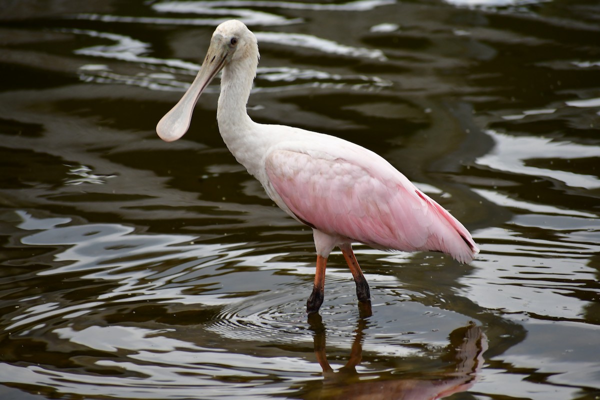 Roseate Spoonbill - ML375322191