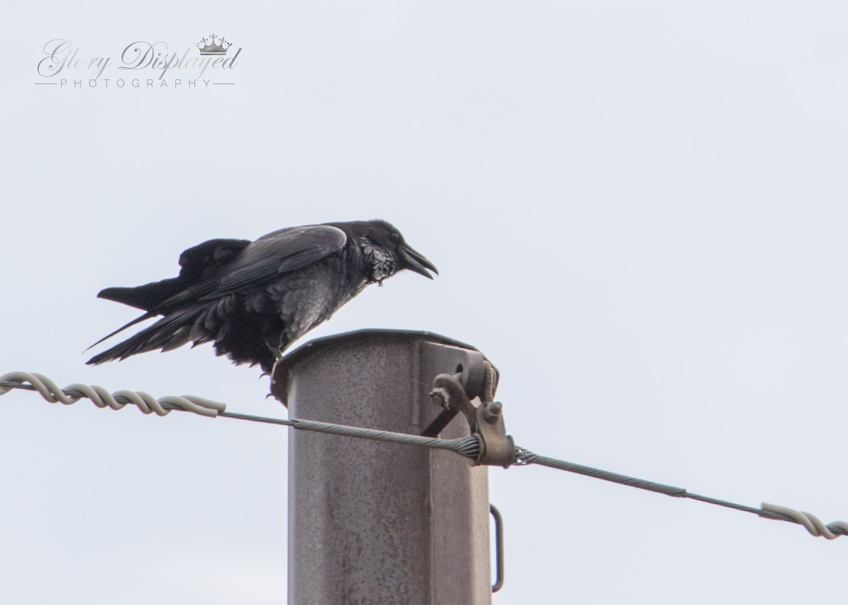 Common Raven - ML375322981