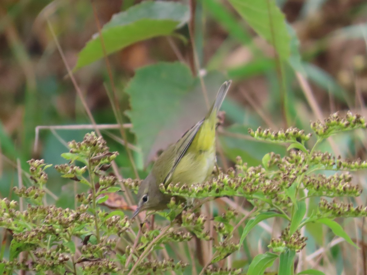 Orange-crowned Warbler - ML375323381