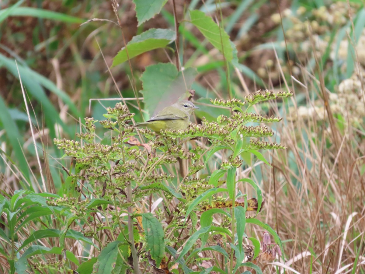 Orange-crowned Warbler - ML375323491