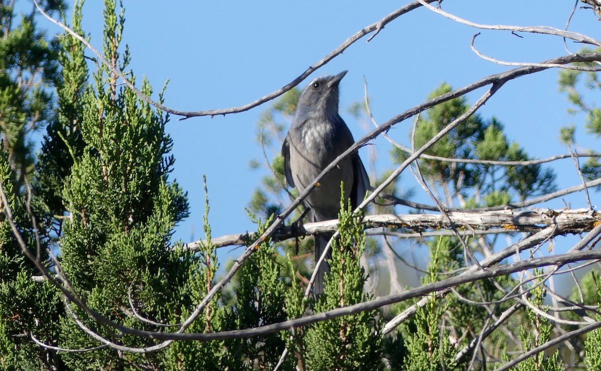 Woodhouse's Scrub-Jay - ML37532471