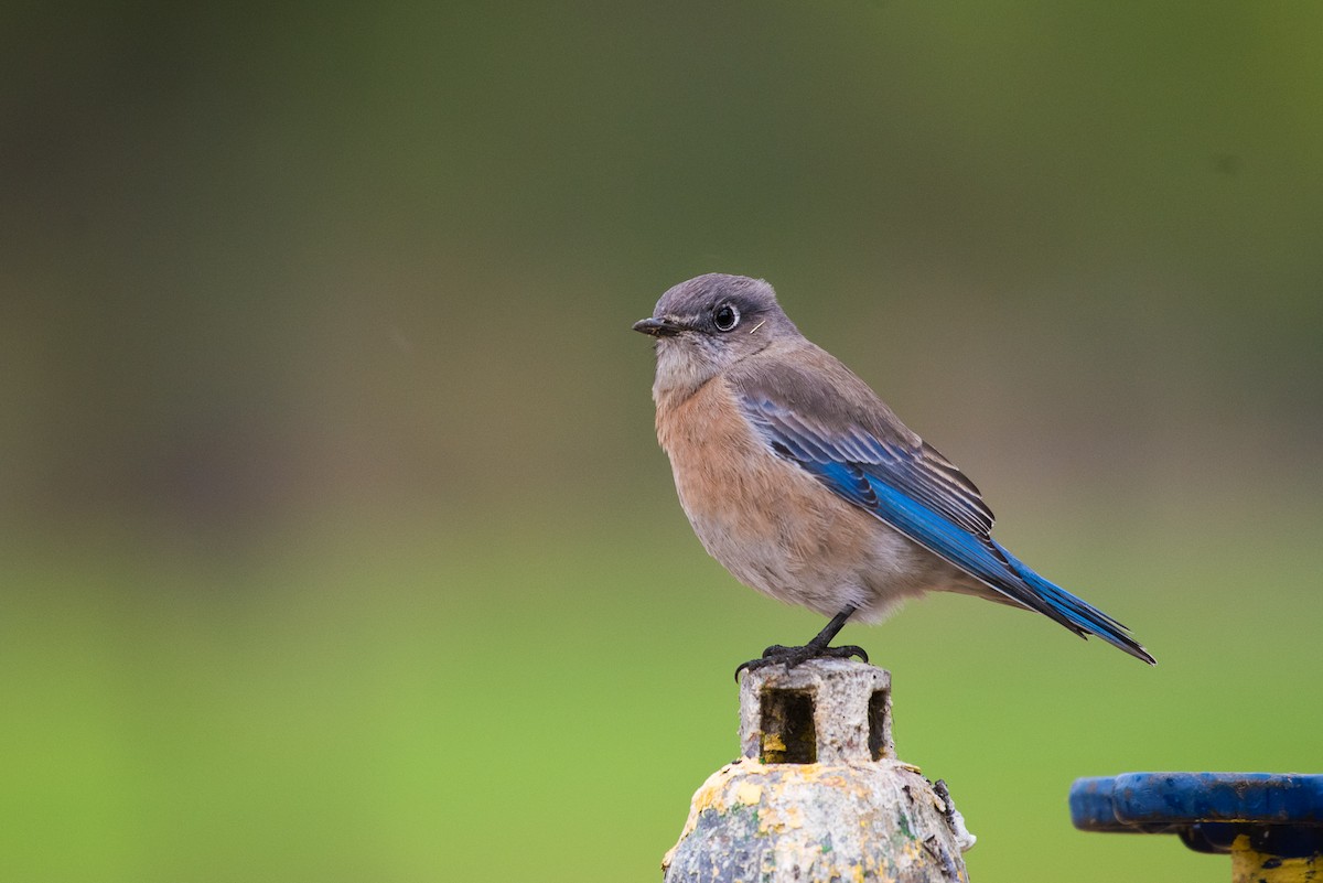 Western Bluebird - ML37532741