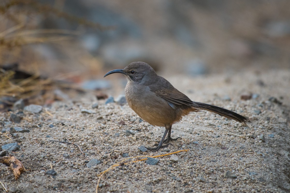 California Thrasher - ML37532821