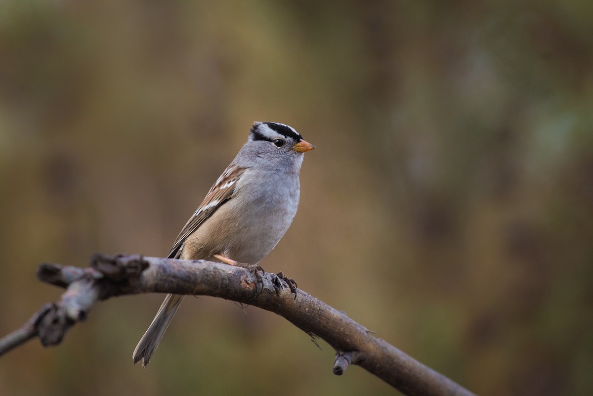 White-crowned Sparrow - ML37532851