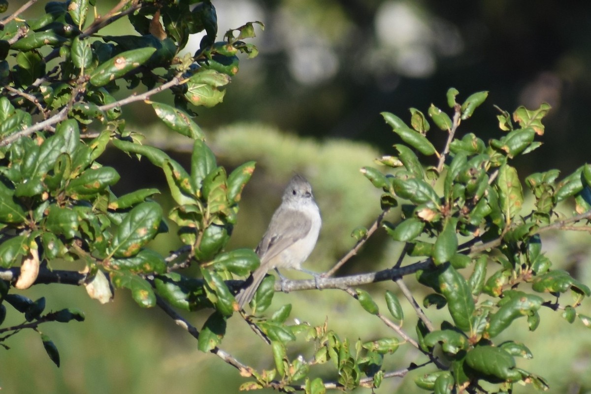 Oak Titmouse - ML375329741