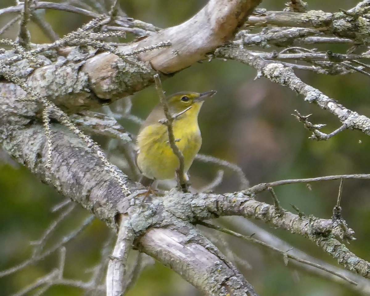 Pine Warbler - ML375330011