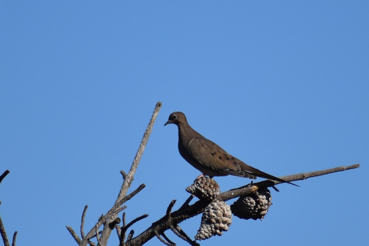 Mourning Dove - ML375330151