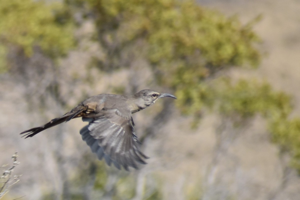 California Thrasher - ML375330891