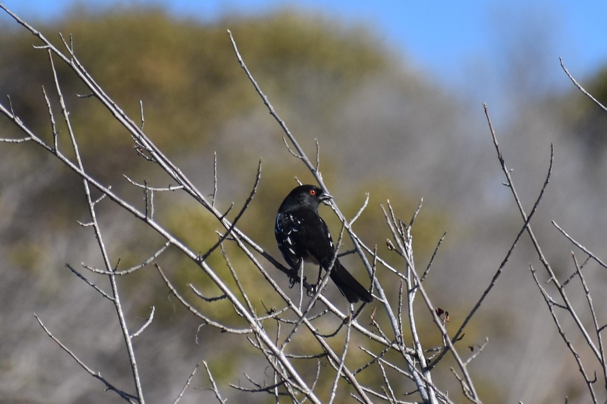 Spotted Towhee - ML375331241