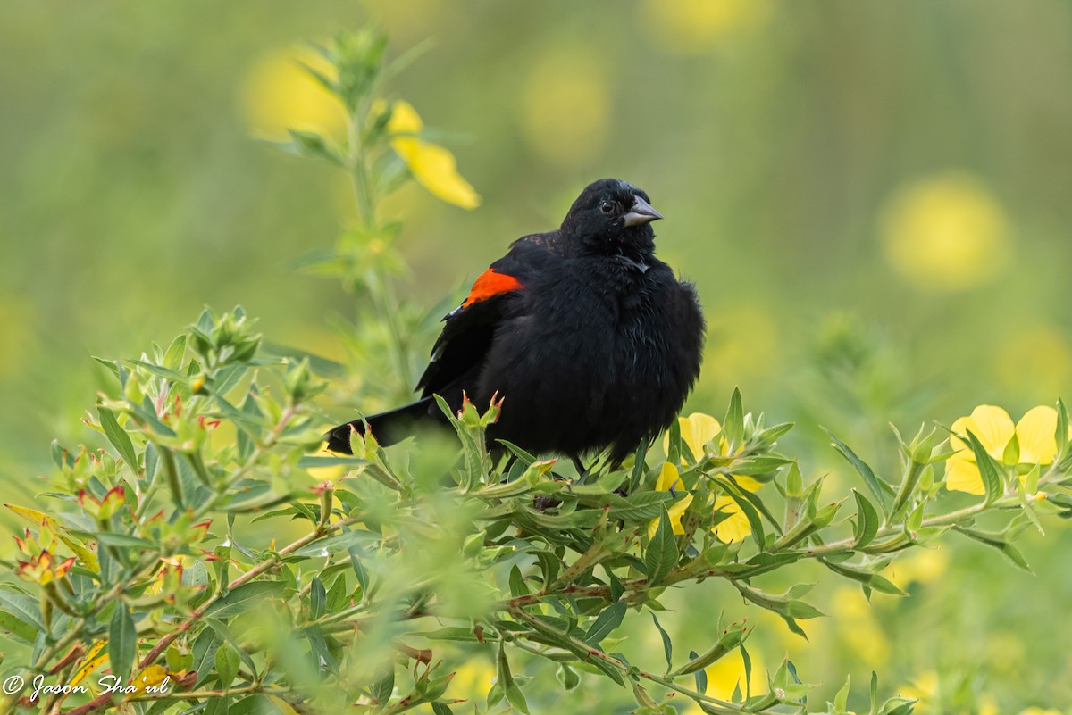 Red-winged Blackbird - Jason Glatt