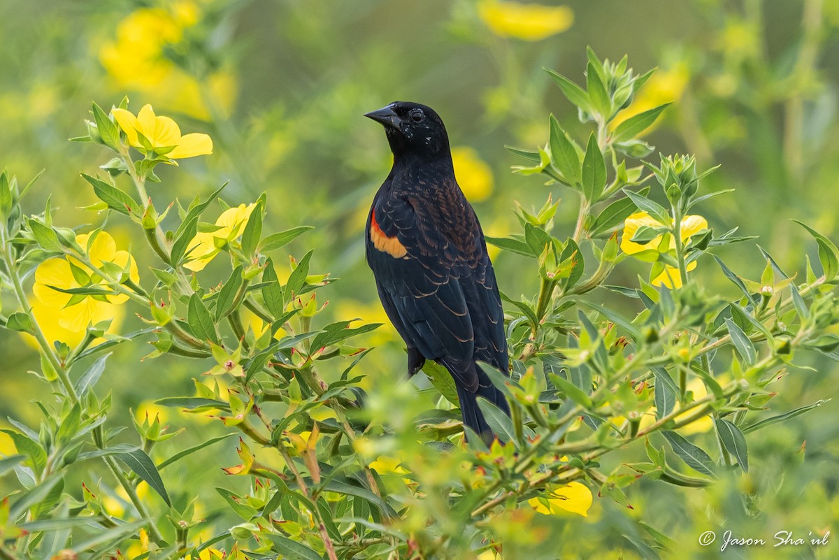 Red-winged Blackbird - Jason Glatt