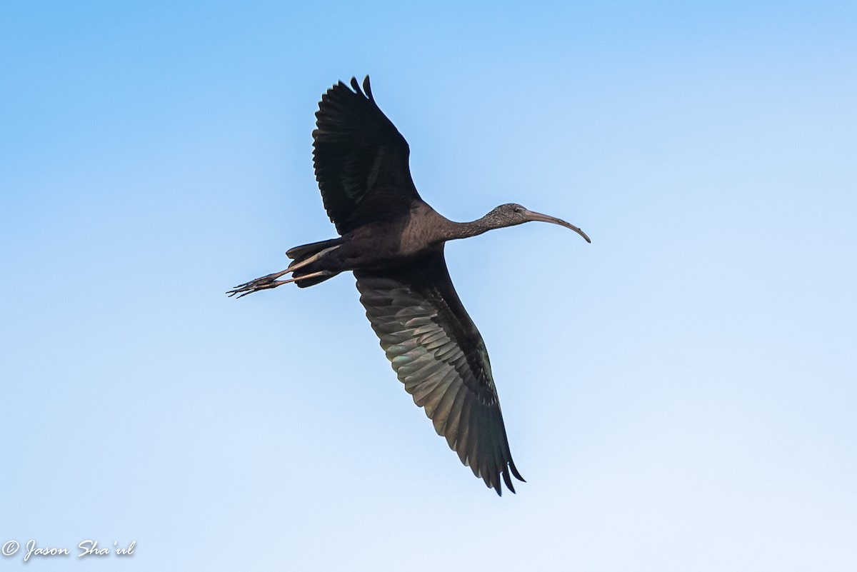 ibis hnědý - ML375331951
