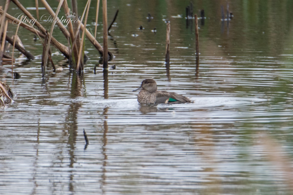 Green-winged Teal - ML375332061