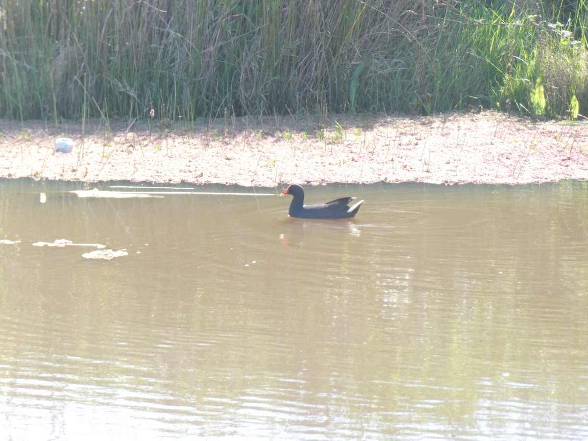 Dusky Moorhen - ML375332991