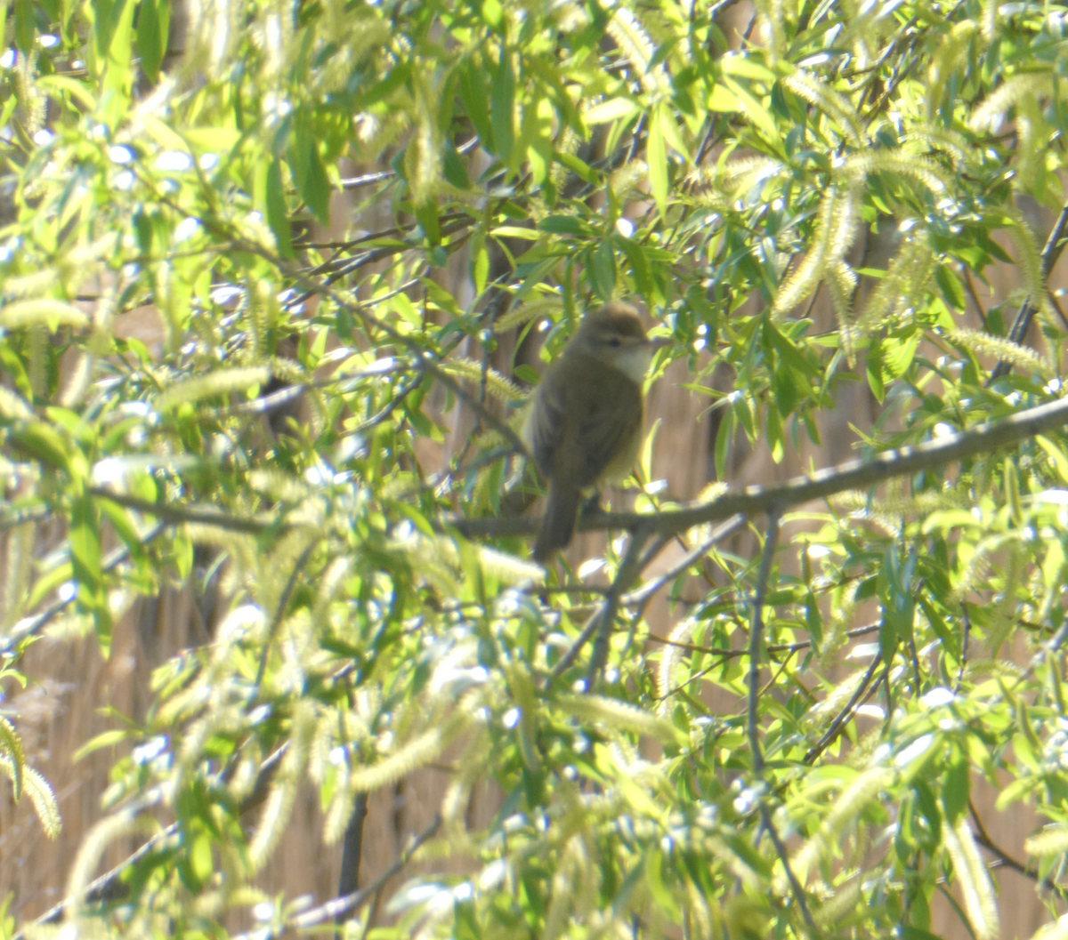 Australian Reed Warbler - ML375333361