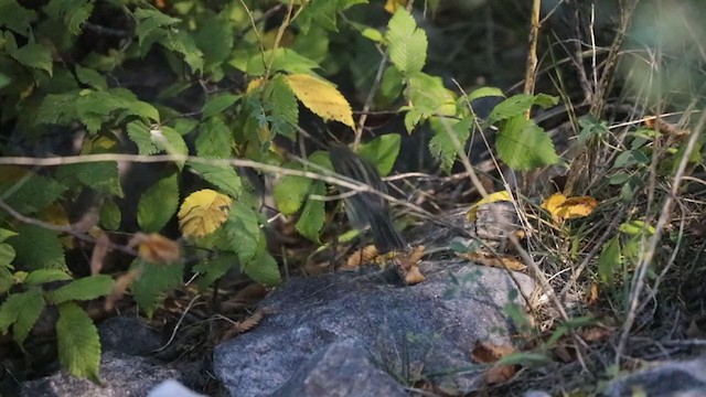 Kirtland's Warbler - ML375333811