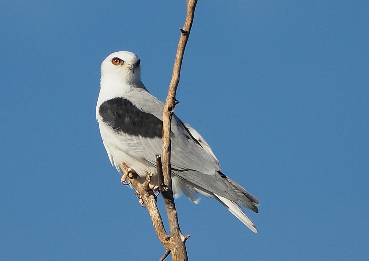 White-tailed Kite - Aidan Brubaker