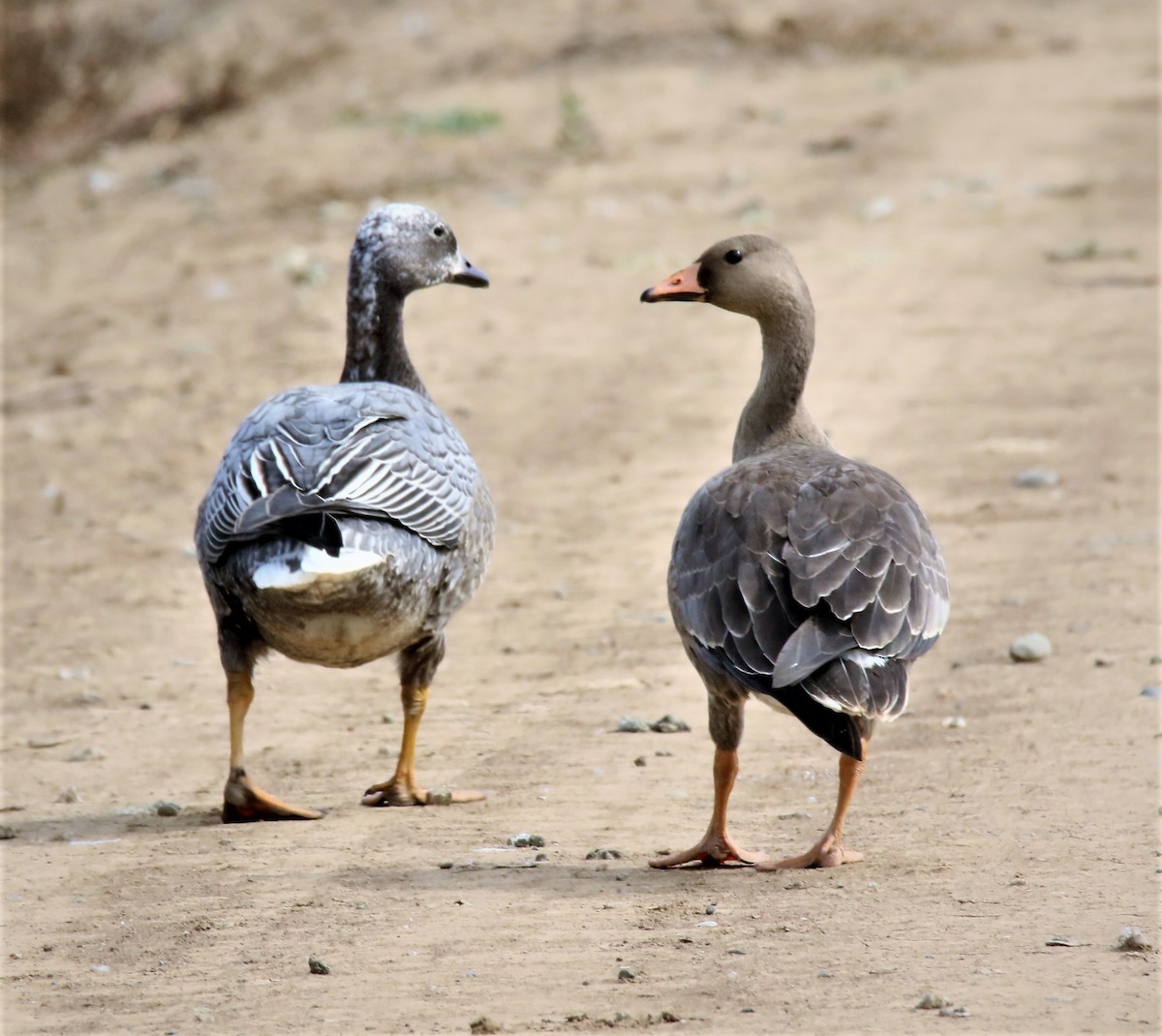 Emperor Goose - Steve Stump