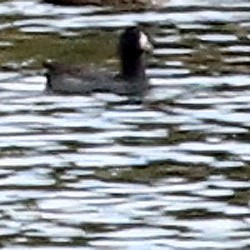 American Coot - ML375335691