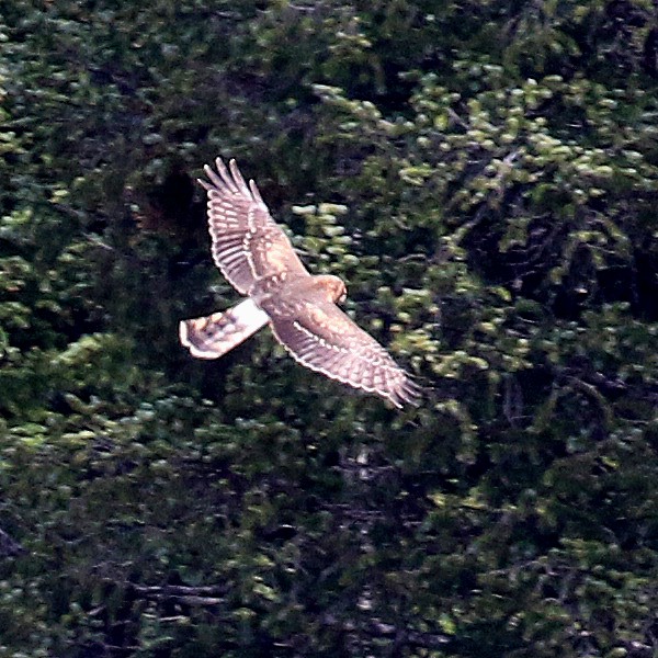 Northern Harrier - ML375335931