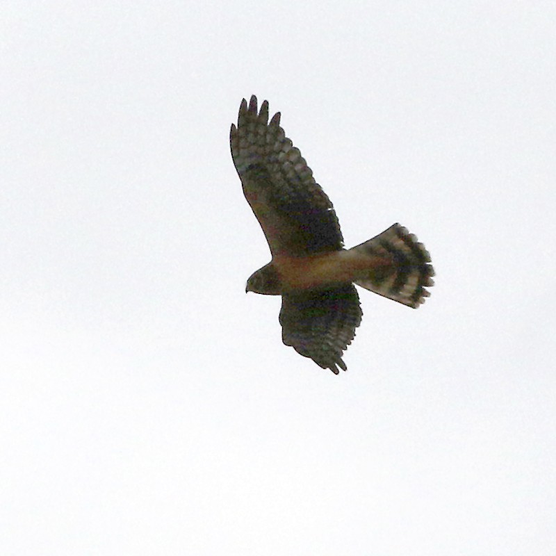 Northern Harrier - ML375336011