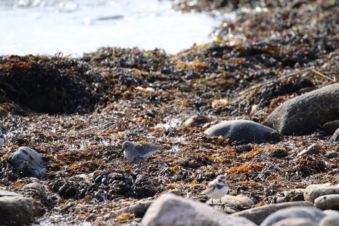 Dunlin - ML375336331